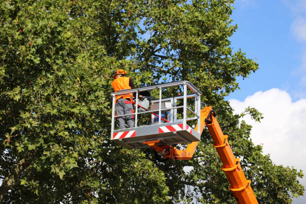 Reliable Brea, CA Tree Care Services Solutions