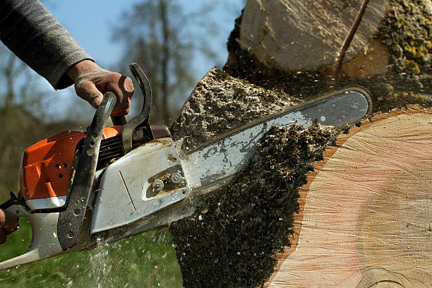 How Our Tree Care Process Works  in  Brea, CA